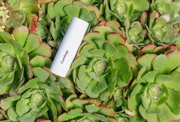 Les bienfaits des plantes pour la santé : tout ce que vous devez savoir